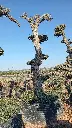 A00039 OPMAR003 foto1.webp