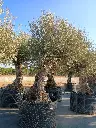 A01293 foto2.webp