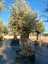 A01243 foto2.webp