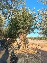 A01181 foto2.webp