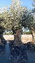 A01102 OBMA100 foto1.webp