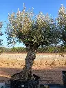 A01151 foto1.webp