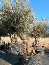 A01172 foto2.webp
