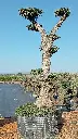 A00018 OPMAR02 foto1.webp