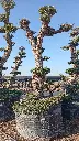 A00010 OPMAR02 foto1.webp