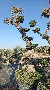 A00009 OPMAR02 foto2.webp