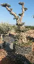 A00005 OPMAR03 foto3.webp