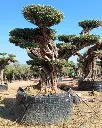 L05231 OPR18 foto2.webp