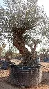 L00212 OBM100 foto2.webp