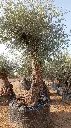 L00232 OBM100 foto2.webp