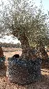 L00242 OBM100 foto2.webp