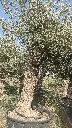 H010107 OBC60 foto1.webp