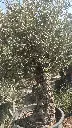 H010108 OBC60 foto2.webp