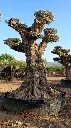 L05032 OPR28 foto4.webp