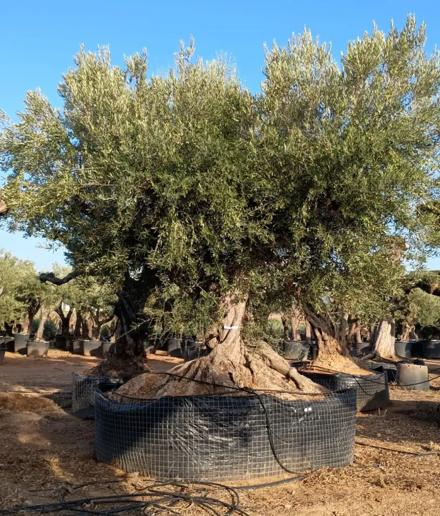 L05081 ONR16 foto1.webp