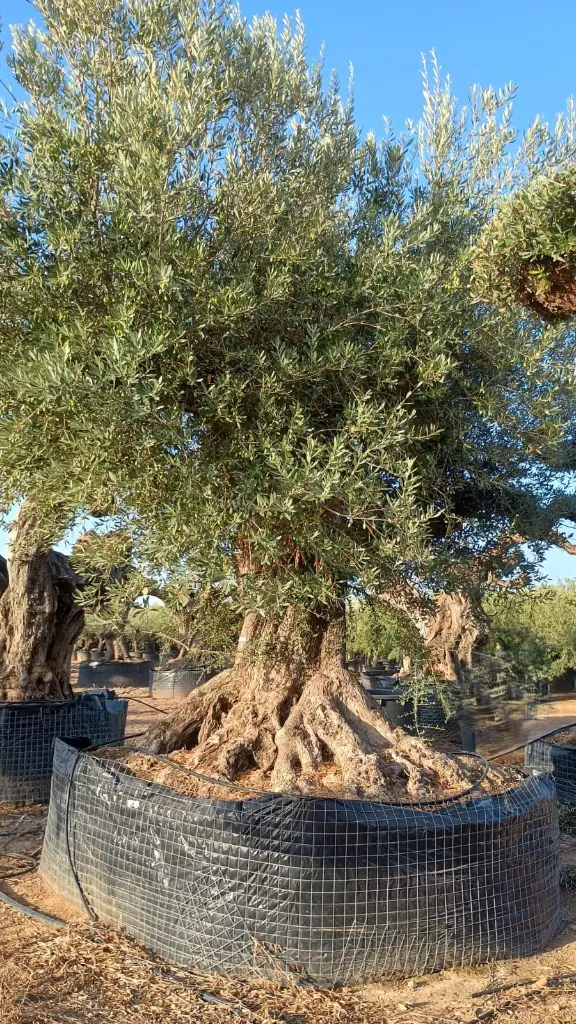 L05081 ONR16 foto2.webp