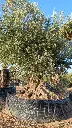 L05081 ONR16 foto2.webp