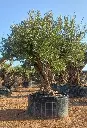 L05192 ONR03 foto2.webp