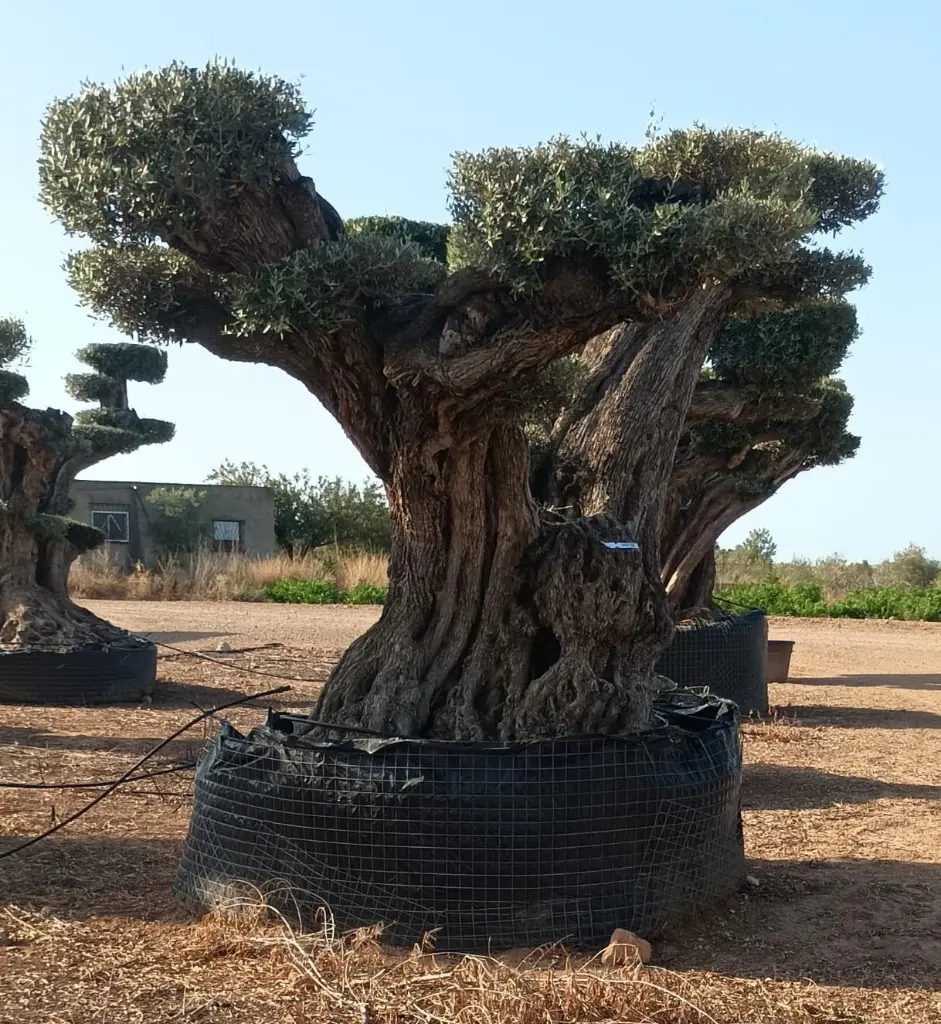 L05263 OPR24 foto2.webp