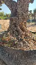 L06041 OPR30 foto4.webp