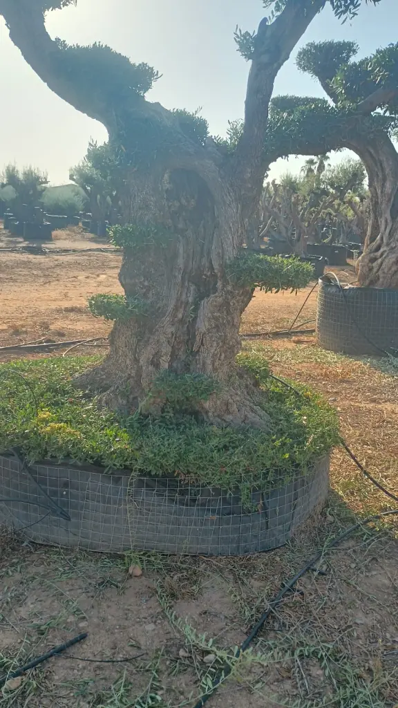 L07082 OPR05 foto3.webp