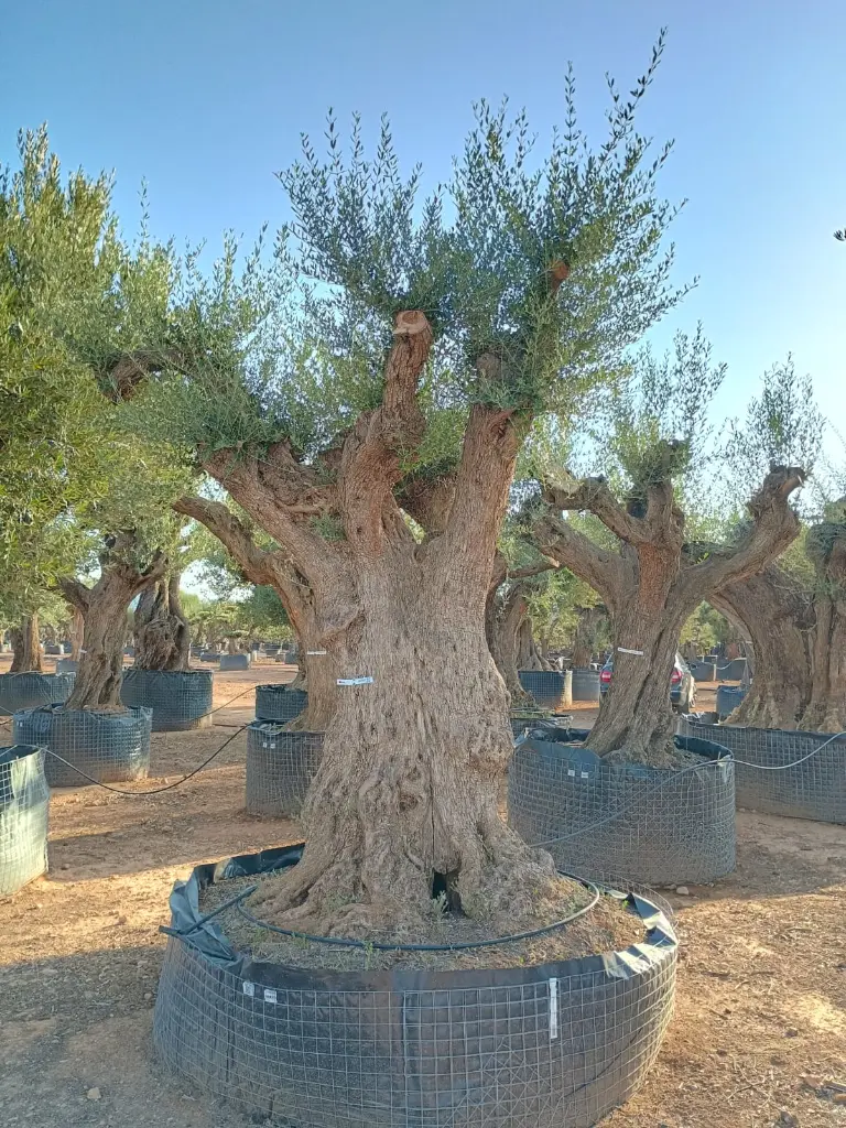L07343 ONR06 foto2.webp