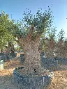 L07343 ONR06 foto2.webp