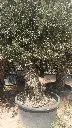 H010401 OBCA80 foto1.webp
