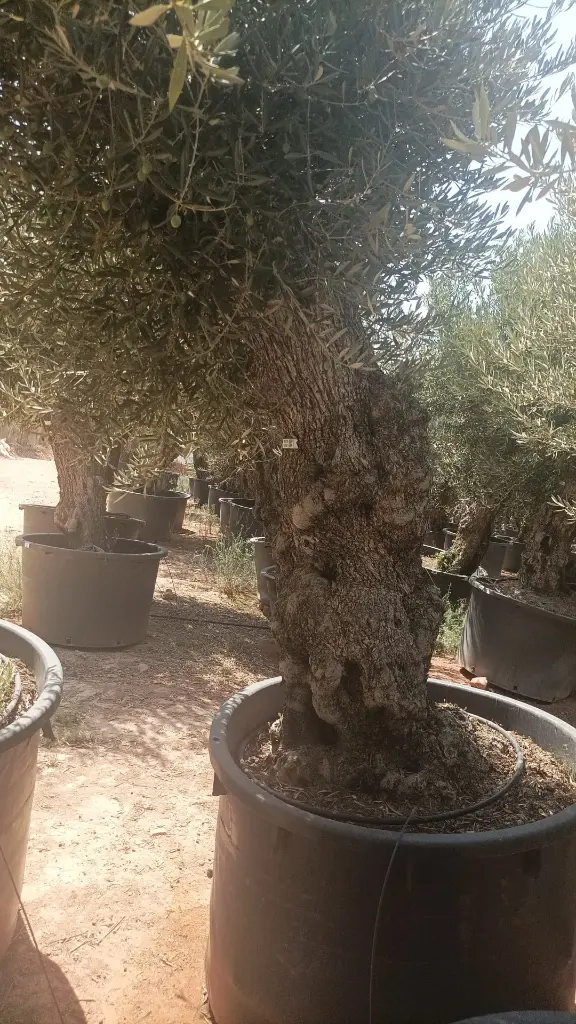 H010502 OBCA100 foto2.webp