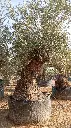 L00252 OBM100 foto2.webp