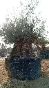 L00253 OBM180 foto2.webp