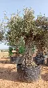 L00312 OBM100 foto2.webp