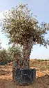L00314 OBM100 foto2.webp