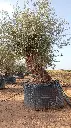 L00334 OBM100 foto2.webp