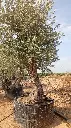 L00414 OBM80 foto 2.webp