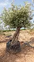 L00424 OBM80 foto2.webp