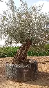 L00514 OBM160 foto2.webp