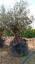 L00515 OBM160 foto2.webp