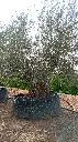 L00523 OBM160 foto1.webp