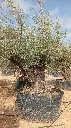 L00532 OBM180 foto2.webp
