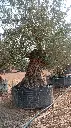 L00533 OBM160 foto2.webp