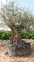 L00543 OBM160 foto2.webp