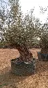 L00571 OBM180 foto2.webp
