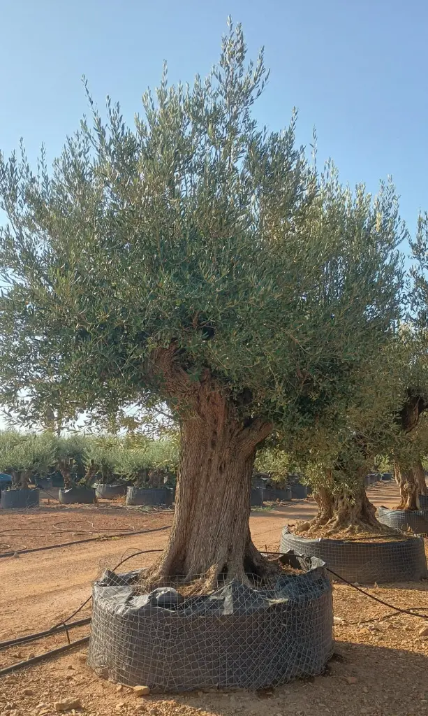 L09041 ONR14 foto2.webp