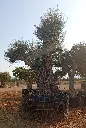 L09044 ONR19 foto1.webp