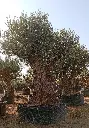 L09064 ONR19 foto2.webp