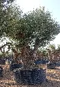 L09074 ONR16 foto2.webp