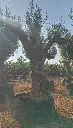 L09112 ONM120 foto2.webp