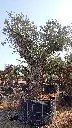 L09134 ONR05 foto2.webp