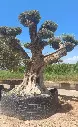 L13004 OPR28 foto2.webp